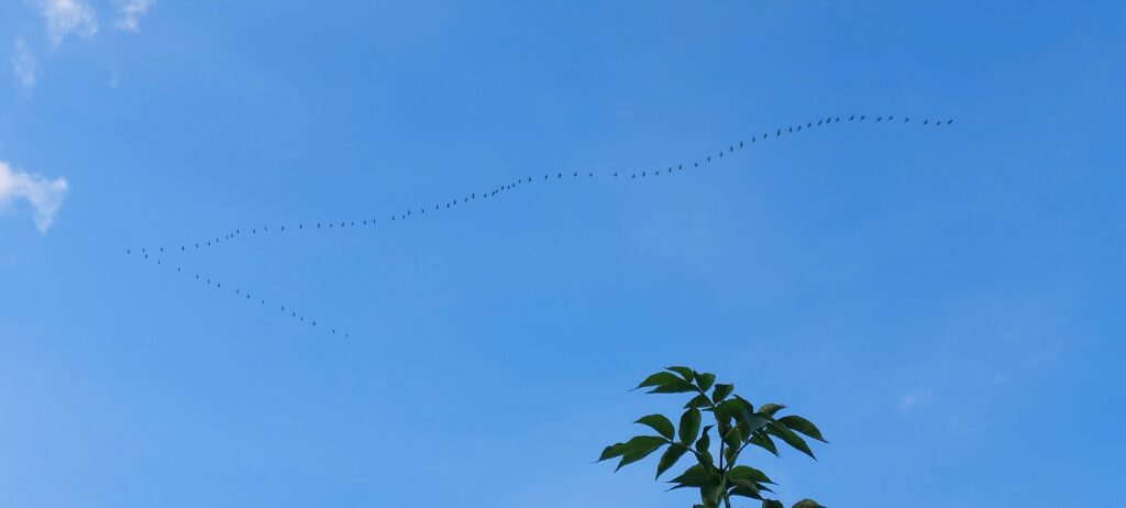 Kraniche fliegen im blauen Himmel